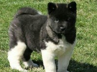 Akita İnu Yavrular Evinizin Neşesi Olacaktır