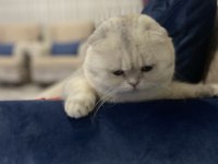 Scottish fold kedimiz acil yuvasını arıyor