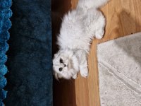 Mükemmel Güzellikte Scottish British Longhair