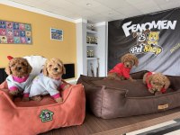 WC EGİTİMLİ TOY POODLE YAVRULARIMIZ FENOMEN PETS ANKARA
