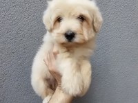 Maltese Yavrularımız