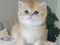 Teslime hazır golden british shorthair