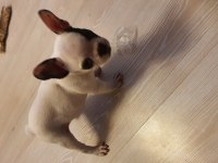 40 günlük french bulldog dişi