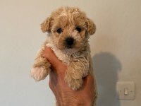 ORJİNAL IRK GARANTİLİ MALTİPOO YAVRULAR