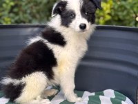 Petmode Köpek Çiftliğinden border coli yavrularımız