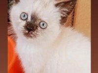 Dişi ve erkek bebeklerim british shorthair