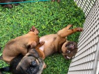 Küçük ( Petit ) Brabançon Elit yavru köpekler