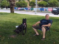 ERKEK CANE CORSO ARIYORUM ÇİFTLEŞTİRMEK İÇİN
