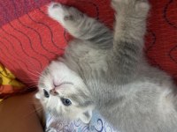 Safkan scottish fold