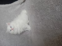 Teslime hazır dişi chinchilla bebekler