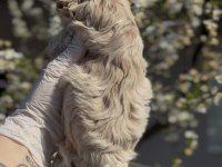 Original Maltipoo Yavruları