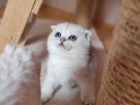 Muhteşem scottish fold yavrular
