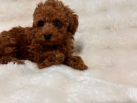 Sevimli Toy poodle yavruları yeni yuvalarını bekliyor