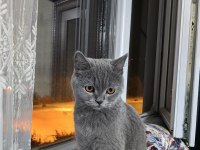 British shorthair kedimiz