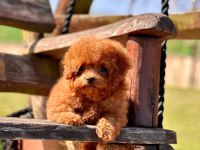 Oyuncak Ayıcık Görünümlü Red Poodle Yavrularımız 