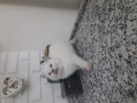 3 british shorthair yavrumuz yeni yuvasına gitmeye hazır