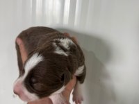 Orjinal Border Collie Yavrular