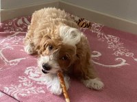 100 günlük maltipoo bebeğim sahiplendiriyorum