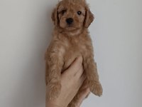 Orjinal kendi köpeğimin yavruları