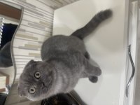 Güzel scottish fold yavrularımız