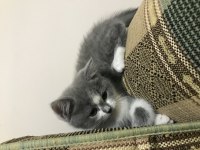 İki aylık british shorthair özel renk erkek