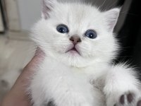 British Shorthair Erkek (Açıklamayı Okuyunuz)