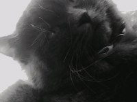 İhtiyaçtan veriyorum british longhair
