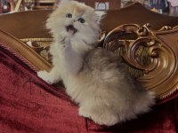 Saf Kan Golden British Longhair Yavrular (Wcf Kayıtlı)
