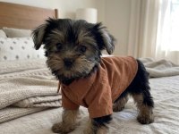 Teacup Yorkshire Terrier Yavrular