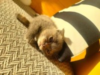 Koca kafa scottish fold bebekler her renk her ırk mevcut