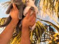 Elma şekeri british shorthair ve scottish