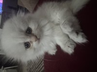 Kartopu maviş gözlü scottish fold
