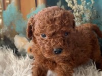Kg Garantili Toy Poodle Bebeklerim
