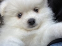 Teslime Hazır Pomeranian Spitz Yavrularımız