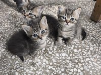 Kırma iran kedisi yavrusu