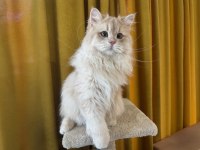 Sevimli british longhair kedimiz paşa