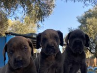Muhteşem Cane Corso Yavrularımız