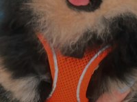 Pomeranian boo 1 yaşında