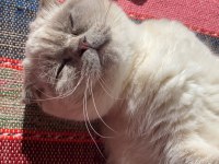 Bluepoint erkek british shorthair