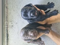 Labrador retriever