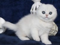 Mavi Boncuğumuz Silver Scottish Fold Shorthair 