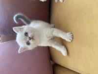 Minik yavru kedilerimiz