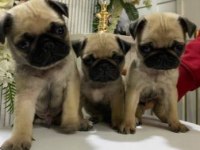 Elit Patiler Farkıyla Pug Yavrular