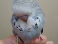 SHOW ERKEK MUHABBET KUŞU BEBEK