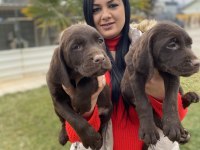 Çikolata labrador yavrularım