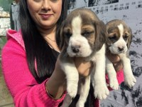 Sağlık ve ırk garantili beagle yavrularım