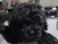Poodle Bebeğim Özel Renk Blec Reng