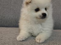 Pomeranian Boo Erkek Ve Dişi Yavrularımız