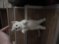 Erkek british shorthair açıklamayı okuyunuz