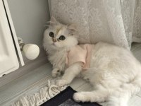 Peri Luna Dişi Kedimiz